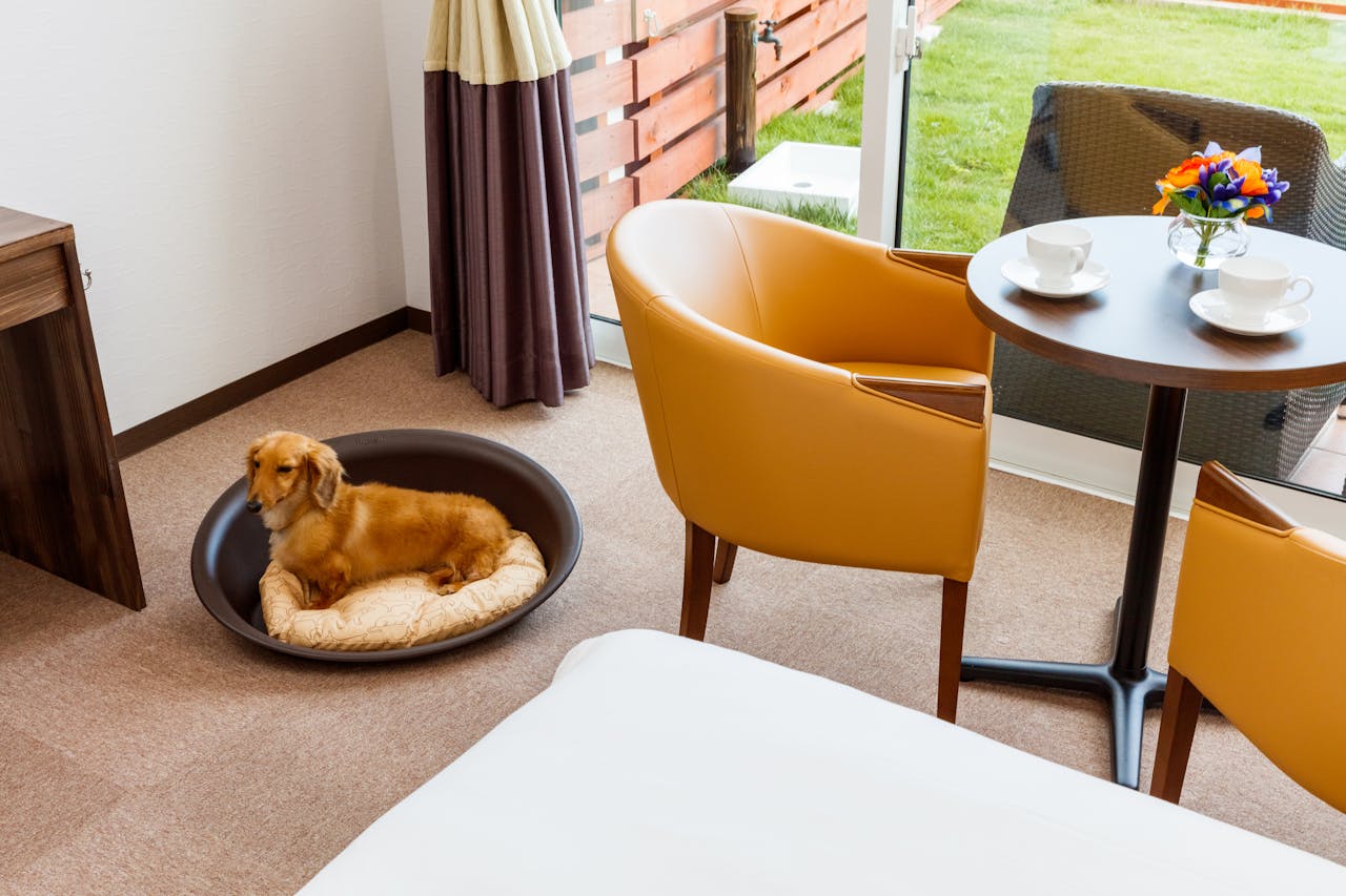 千葉のペット可で犬と泊まれるホテル コテージなど宿18選 Iisentaku 千葉のペット可で犬と泊まれるホテル コテージなど宿18選 Iisentaku