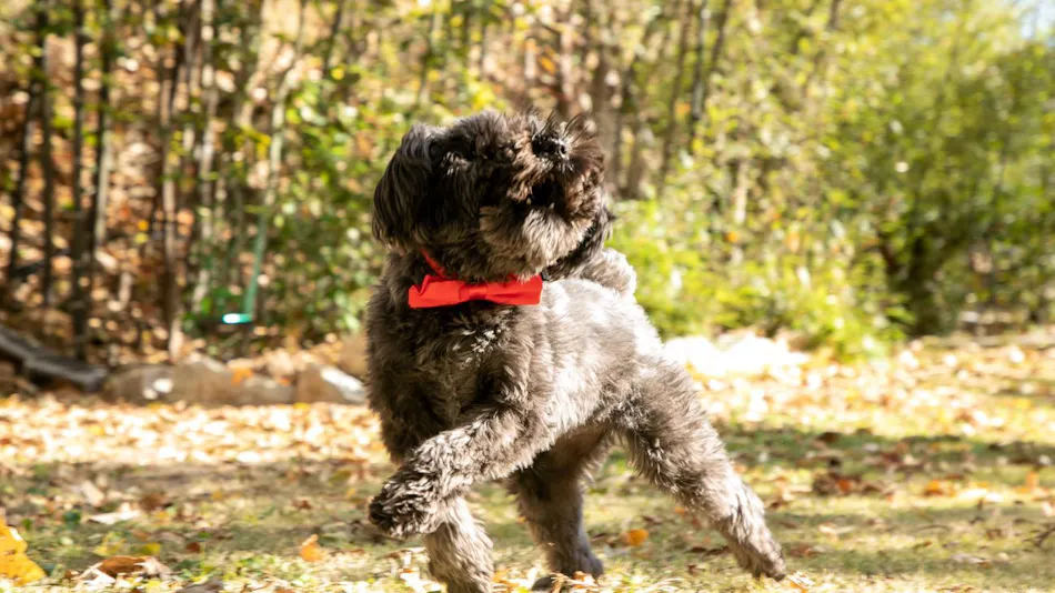 Irori no Yuyado Bettei Fujiya