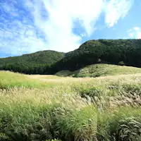 すすき草原(当館より徒歩約7分)