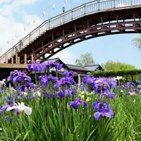 Taman Iris Suigo Itako