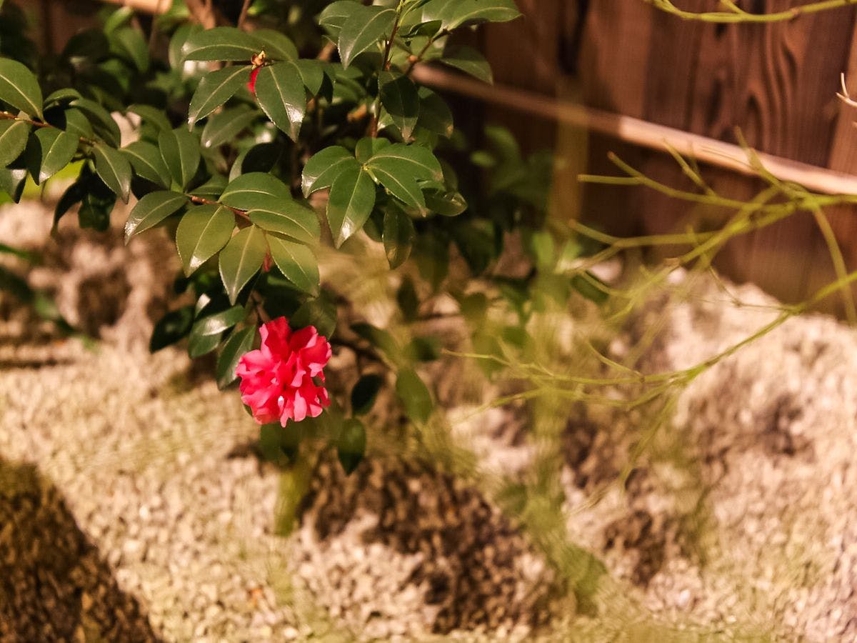 京町家お宿・花