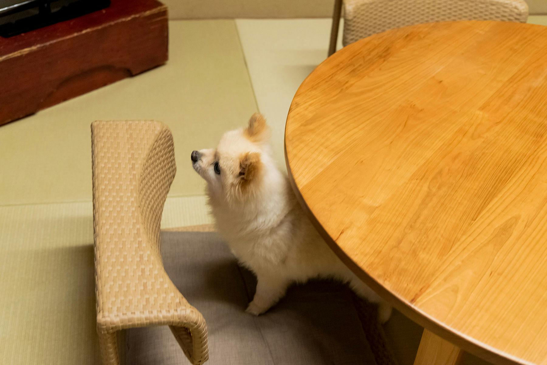 愛犬・愛猫と泊まれる京町家一棟貸し　洛龍菴 一条かりん