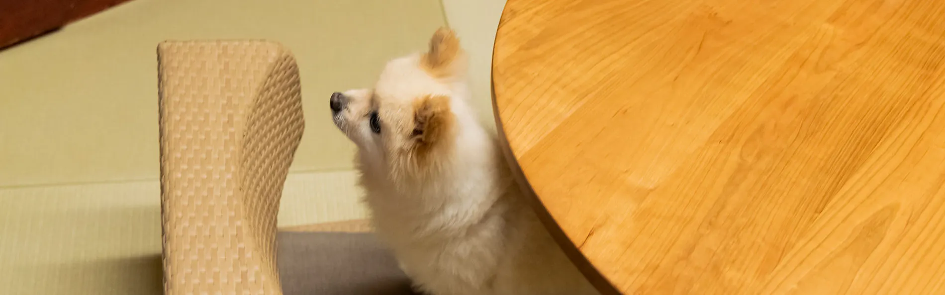 愛犬・愛猫と泊まれる京町家一棟貸し 洛龍菴 一条かりん