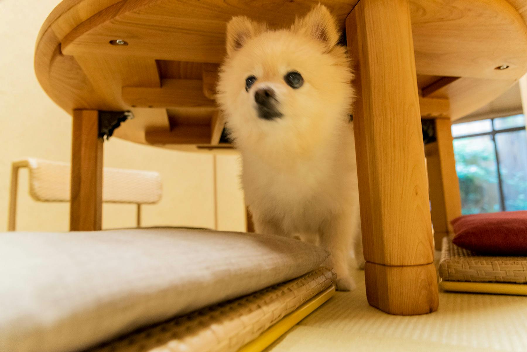 愛犬・愛猫と泊まれる京町家一棟貸し　洛龍菴 一条かりん