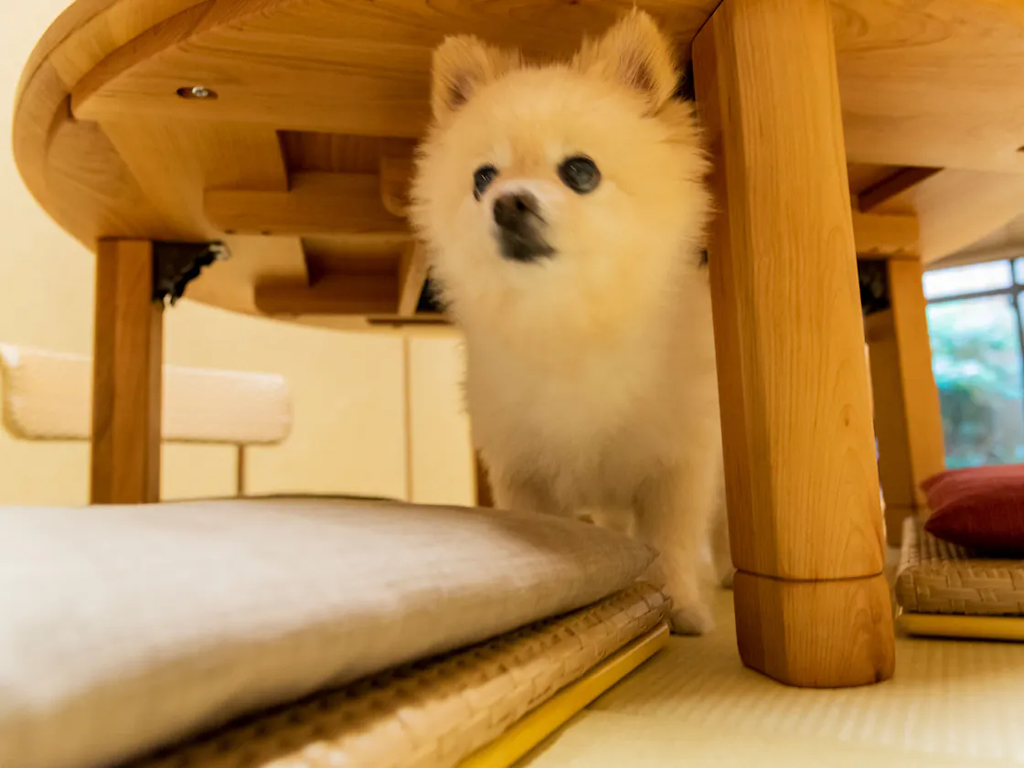 一条かりん居間