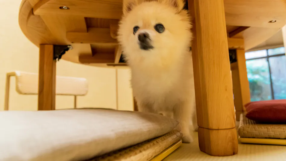 Kyomachiya Whole House Rental Allowing Dogs and Cats - Rakuryuan Ichijo Karin