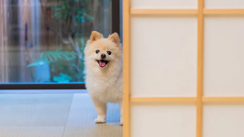 Kyomachiya Whole House Rental Allowing Dogs and Cats - Rakuryuan Ichijo Karin