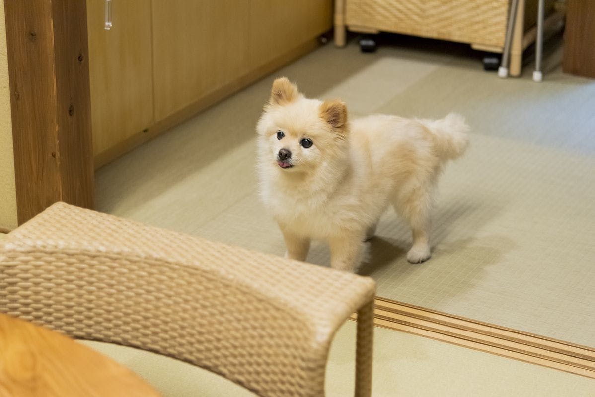 21年最新 京都市周辺でペットと泊まれる宿ランキング 一休 Com