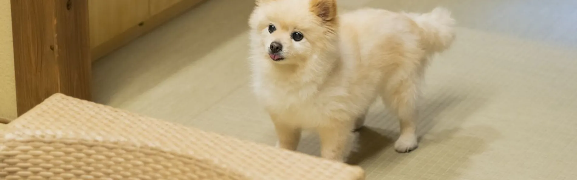 愛犬・愛猫と泊まれる京町家一棟貸し 洛龍菴 一条かりん