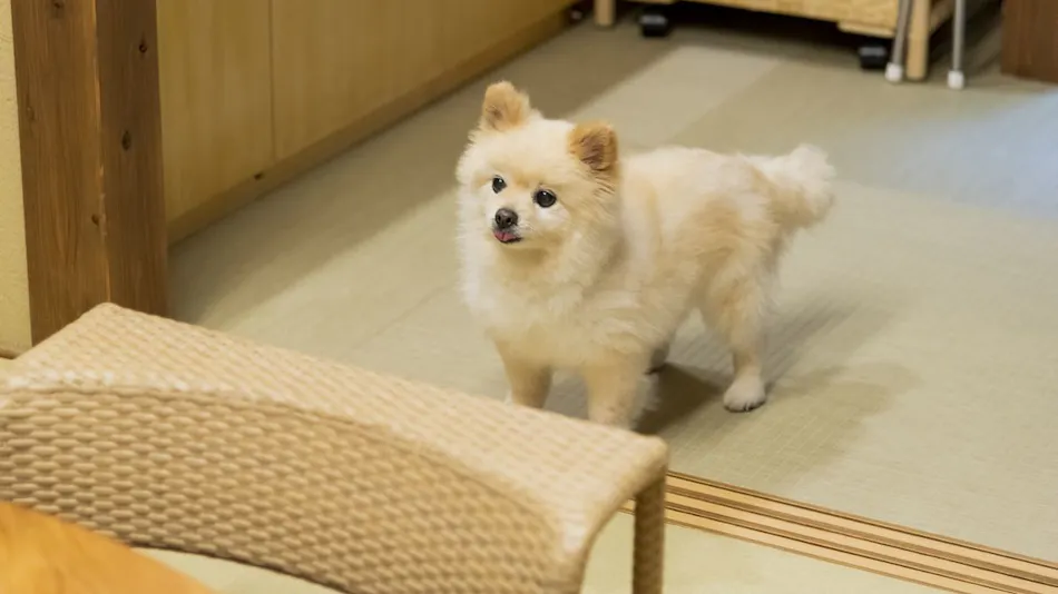Kyomachiya Whole House Rental Allowing Dogs and Cats - Rakuryuan Ichijo Karin