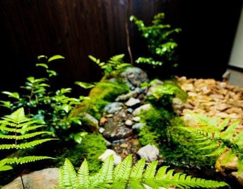 つゆくさ庵坪庭