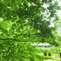 Nikmati "daun maple hijau" yang segar!