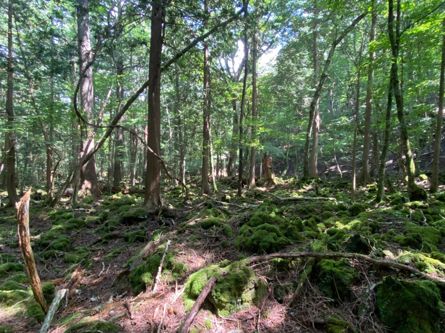 ทัวร์ป่าที่มีไกด์ส่วนตัวนำทาง