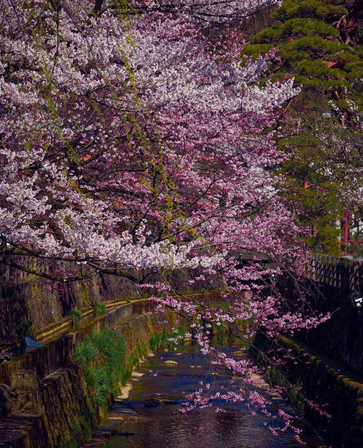 ดอกซากุระริมแม่น้ำที่อยู่หน้าที่พัก