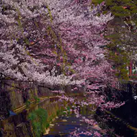 ดอกซากุระริมแม่น้ำที่อยู่หน้าที่พัก