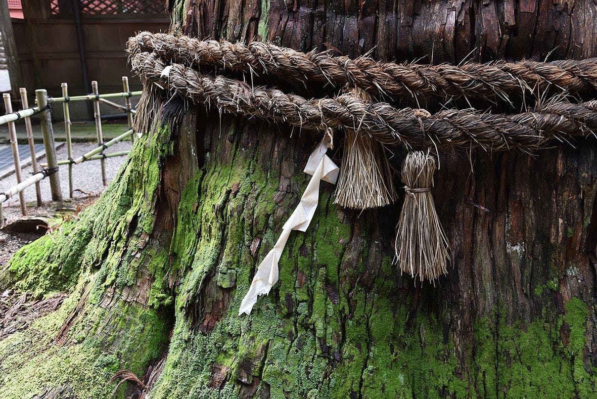 เส้นทางเดินเล่นฮิกาชิยามะ