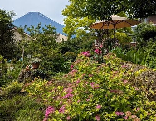満開のお庭と富士山