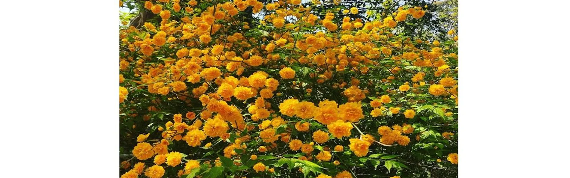 清閑寺池田倶楽部