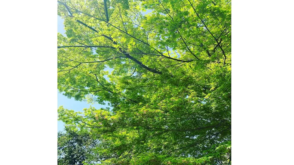 Seikanji Ikeda Club