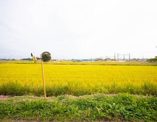 門より外を望む