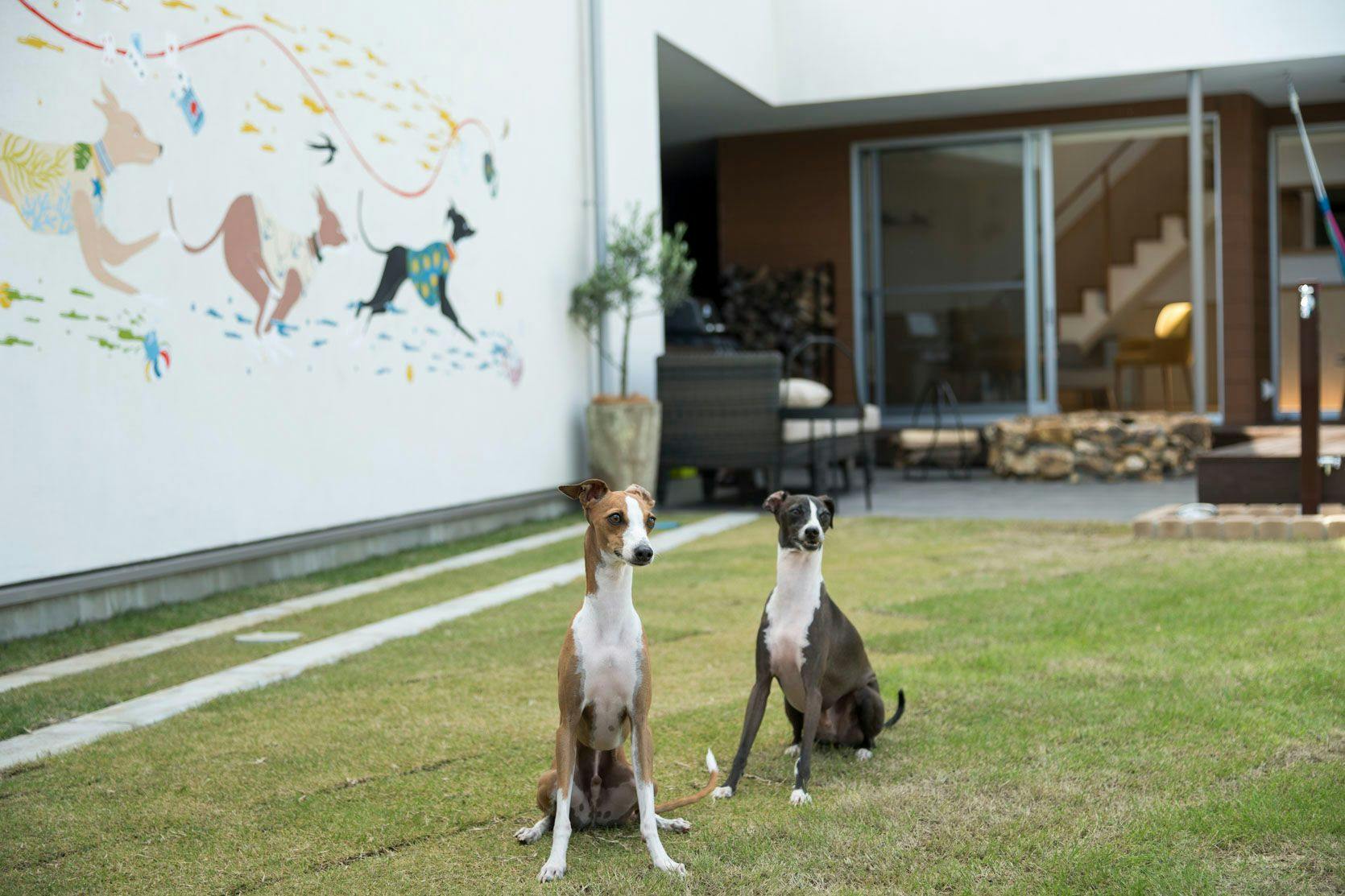 sendouQ second／sendouQ third dog