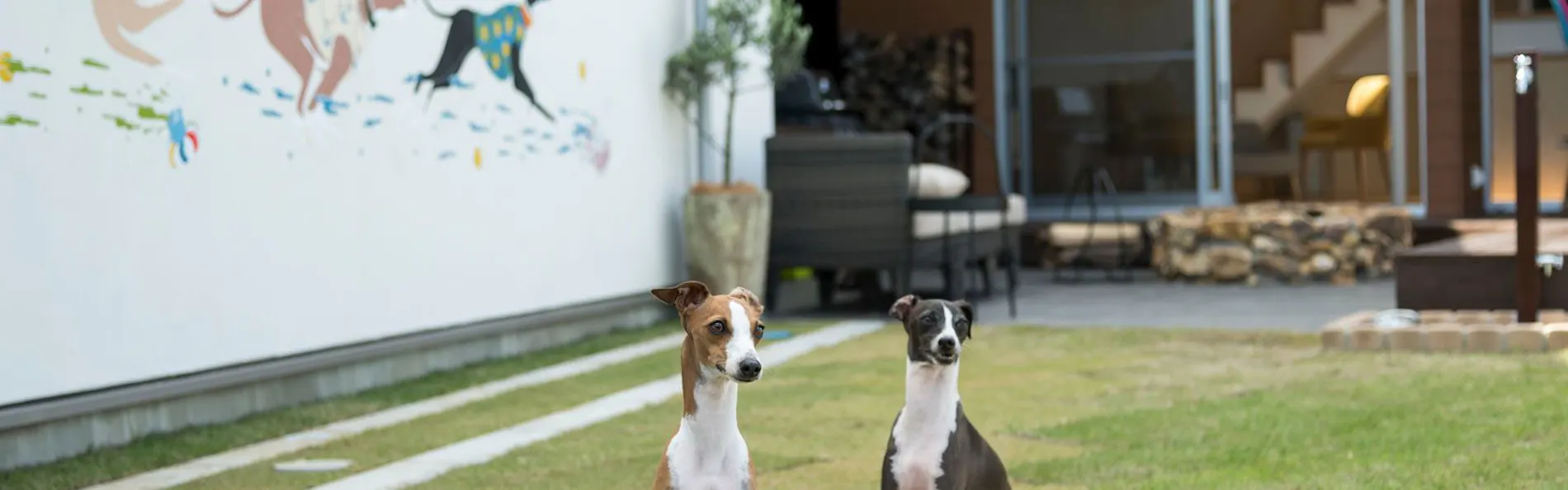 sendouQ second/sendouQ third dog