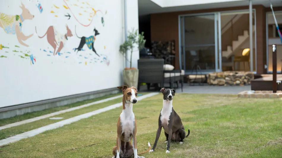 sendouQ second/sendouQ third dog