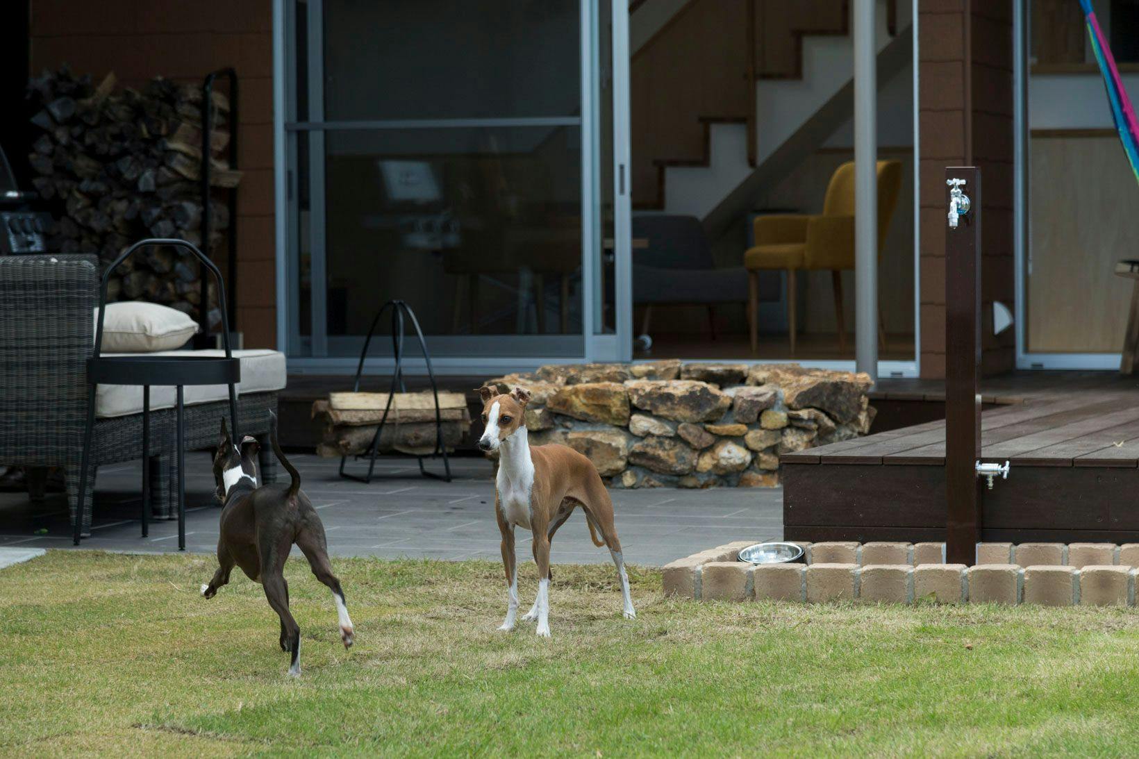 sendouQ second／sendouQ third dog