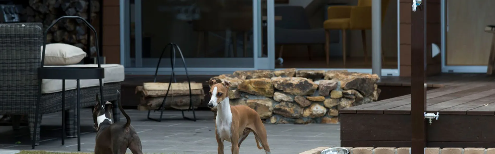 sendouQ second/sendouQ third dog
