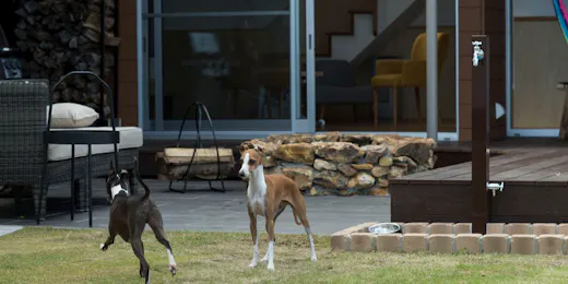 sendouQ second/sendouQ third dog