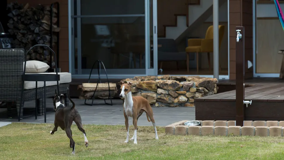 sendouQ second/sendouQ third dog