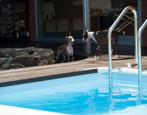 third dog プールとファイヤーピット