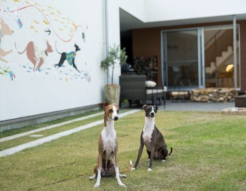 third dog ドッグラン