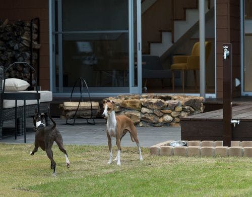 third dog ドッグラン