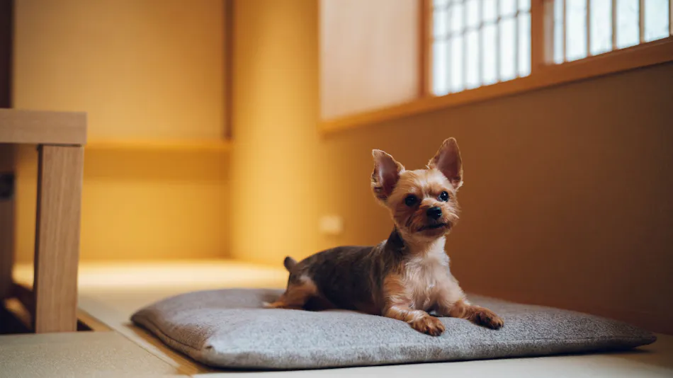 Yuuhi no Ie Dog Friendly Kyoto Shijo Omiya