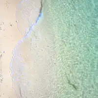 แอนตี้ฮามะ