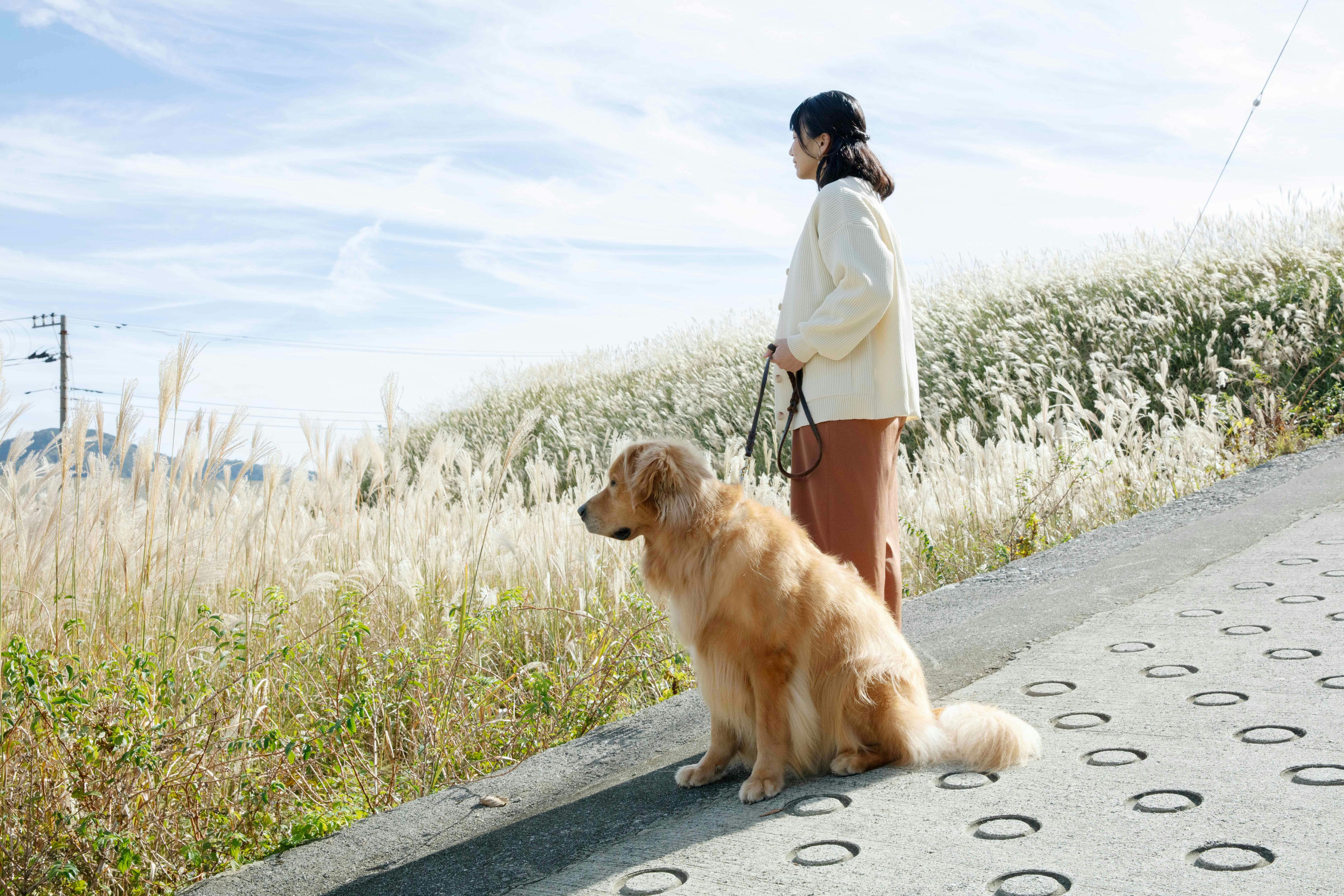 Laluan berjalan kaki dengan pemandangan rumput pampas yang indah dalam jarak berjalan kaki.