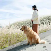 Laluan berjalan kaki dengan pemandangan rumput pampas yang indah dalam jarak berjalan kaki.