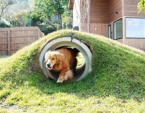 プライベートで愛犬と思いきり遊べます。