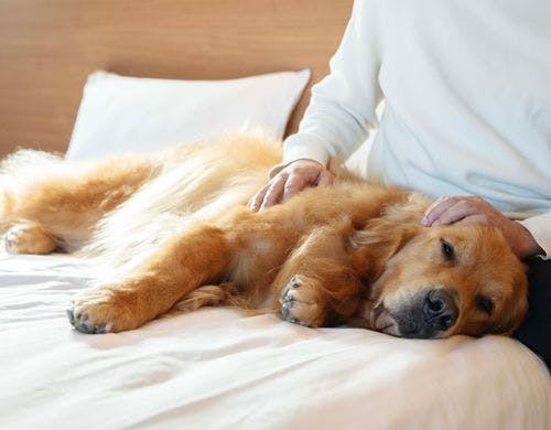ご自宅同様愛犬とベッドのうえで寝ることも