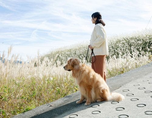 徒歩圏のススキが綺麗な散歩コース