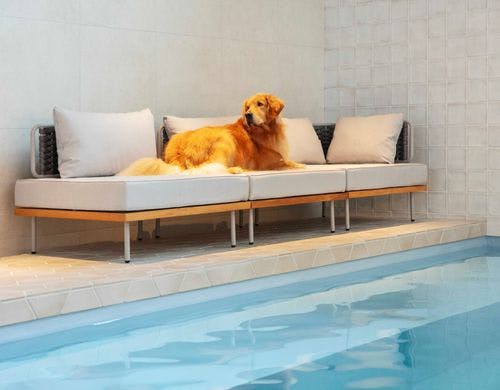 プールはペットも利用可能