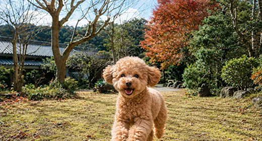 【ペット可】愛犬と泊まる半露天風呂付き一棟貸し|広々とした日本庭園と江戸の趣を満喫