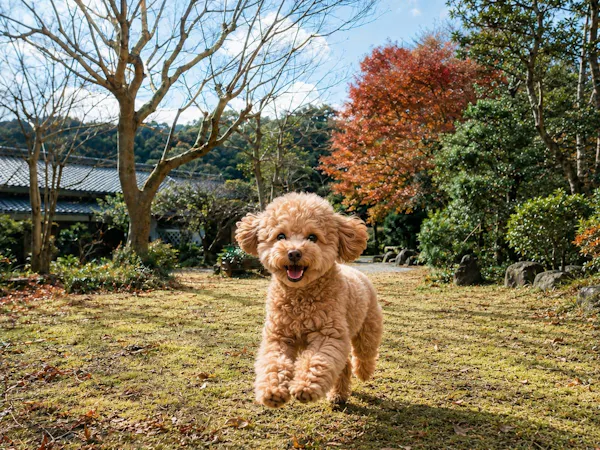 【ペット可】愛犬と泊まる半露天風呂付き一棟貸し|広々とした日本庭園と江戸の趣を満喫