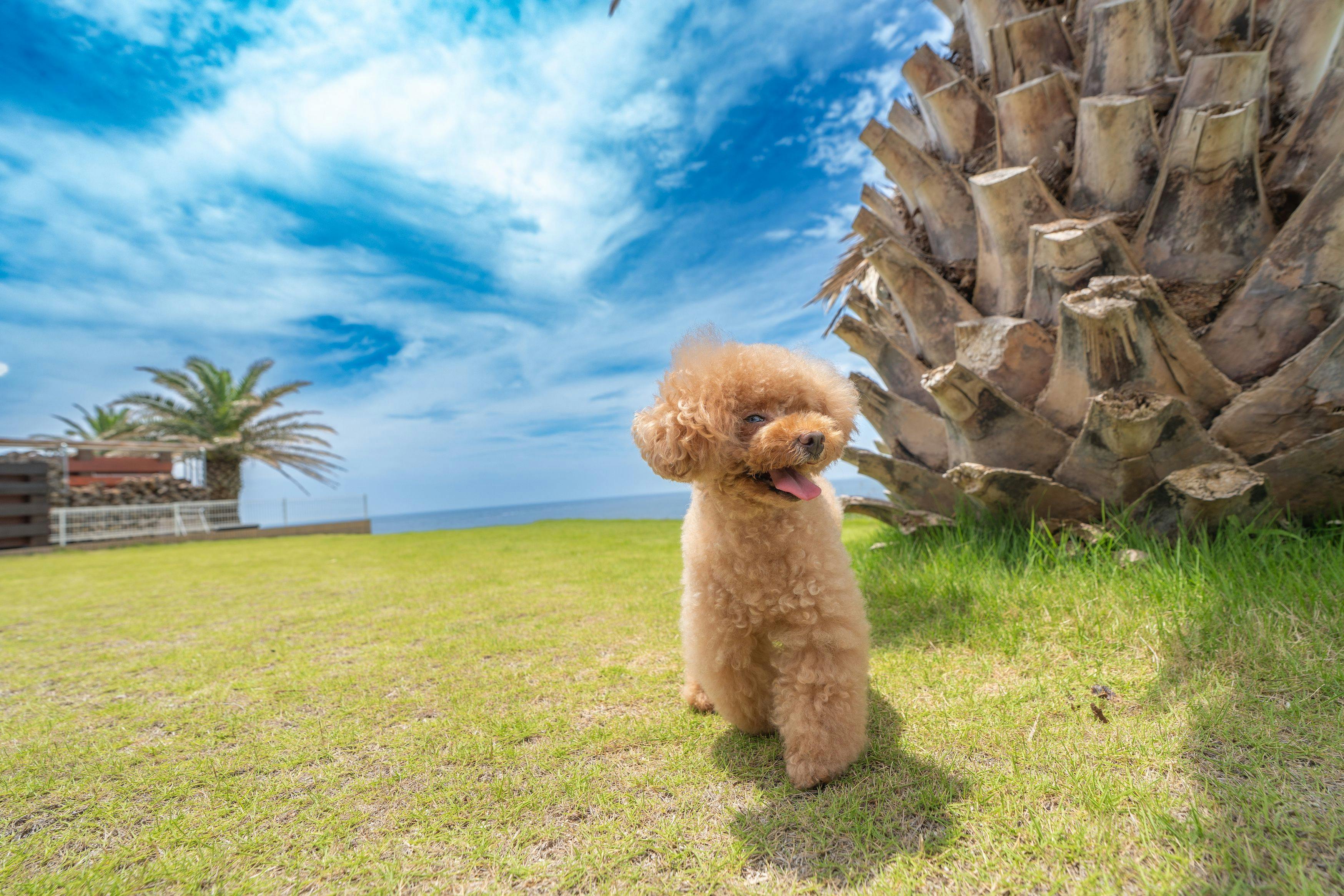 ドギーズ 館山 布良海岸 by GIFTHOUSE - Dog friendly villa -