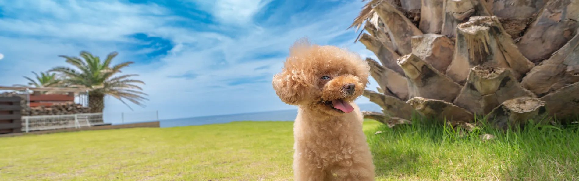 ドギーズ 館山 布良海岸 by GIFTHOUSE - Dog friendly villa -