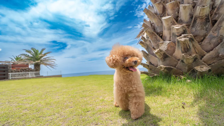 Doggy's Tateyama Mera Beach by GIFTHOUSE - Dog-Friendly Villa -