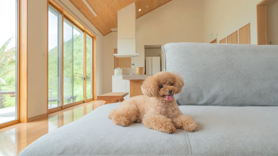 Doggy's Tateyama Mera Beach by GIFTHOUSE - Dog-Friendly Villa -