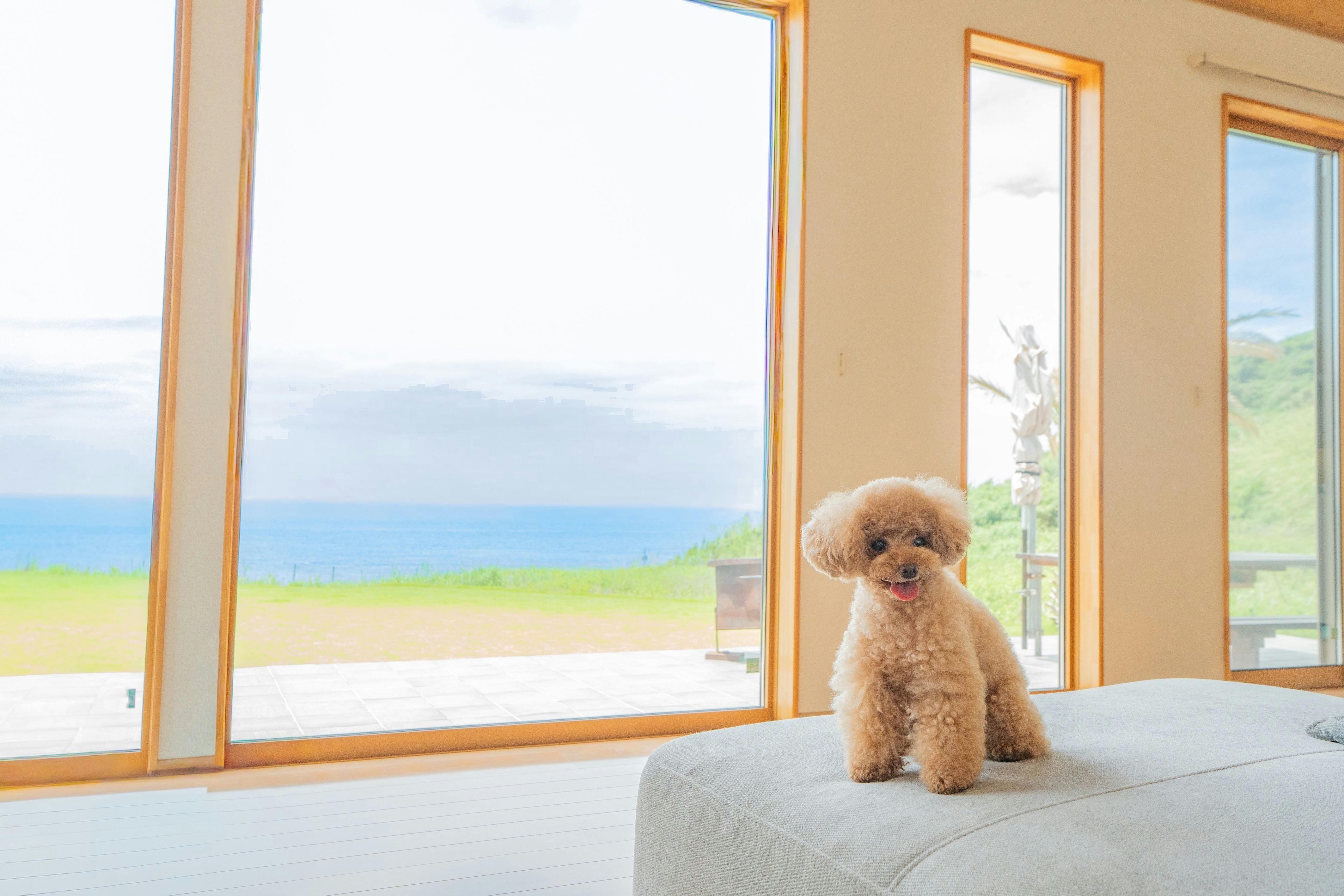 Doggy's Tateyama Mera Beach by GIFTHOUSE - Dog-Friendly Villa -