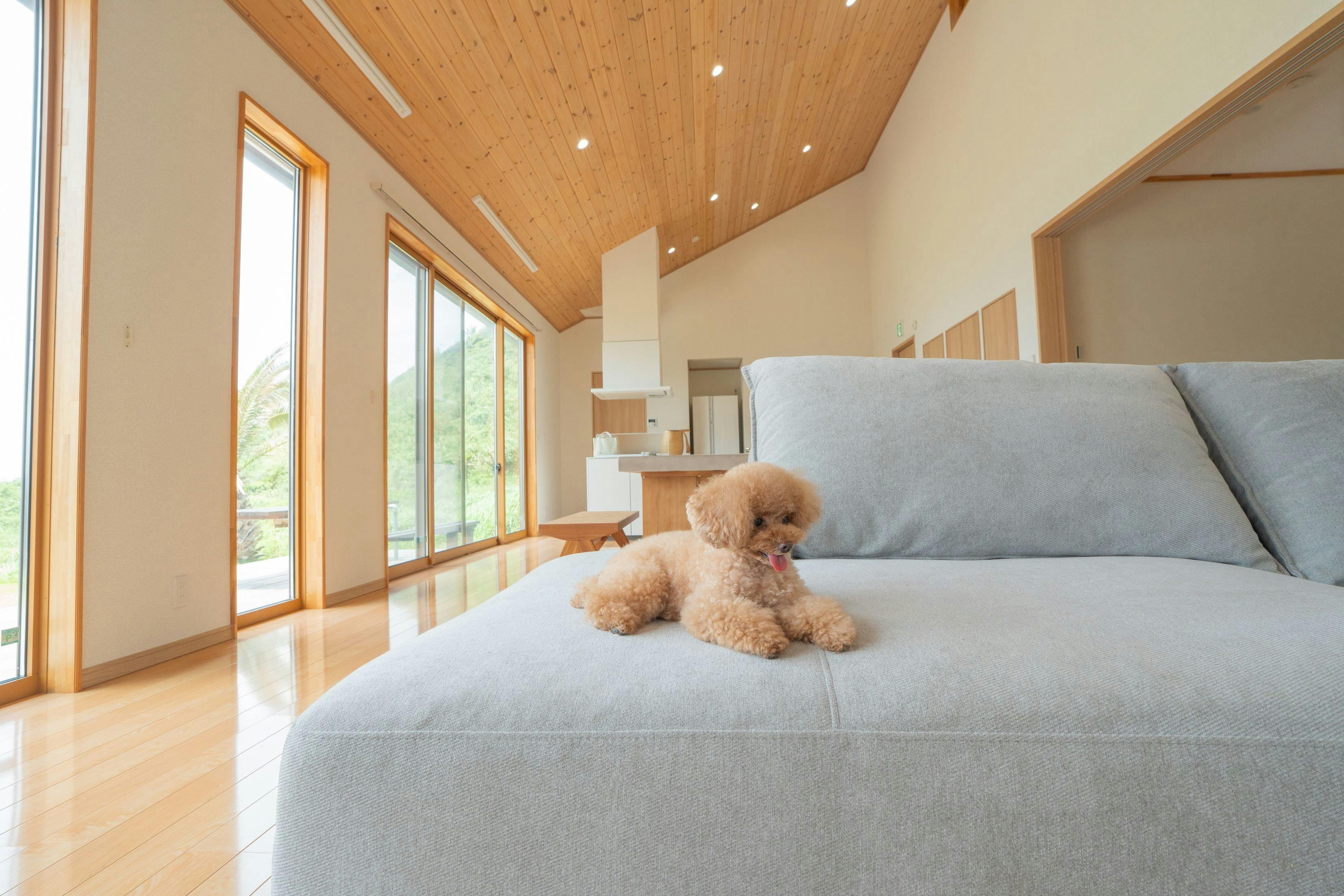 ドギーズ 館山 布良海岸 by GIFTHOUSE - Dog friendly villa -
